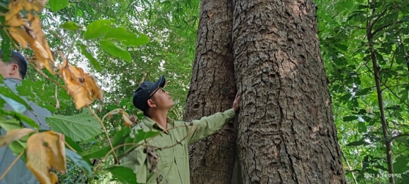 3 Chiem Nguong Hang Ngan Cay Lim Xanh O Rung Song Mong  Capet