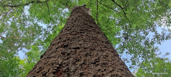 4 Chiem Nguong Hang Ngan Cay Lim Xanh O Rung Song Mong  Capet