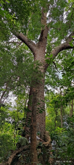 5 Chiem Nguong Hang Ngan Cay Lim Xanh O Rung Song Mong  Capet