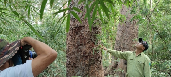 6 Chiem Nguong Hang Ngan Cay Lim Xanh O Rung Song Mong  Capet