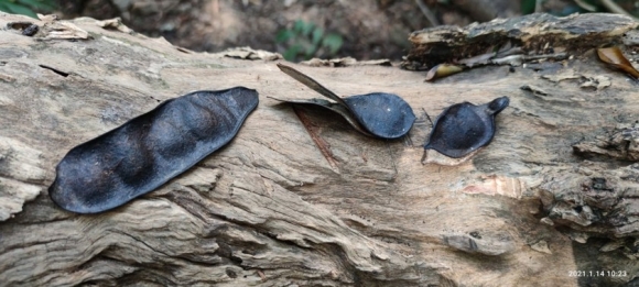 7 Chiem Nguong Hang Ngan Cay Lim Xanh O Rung Song Mong  Capet