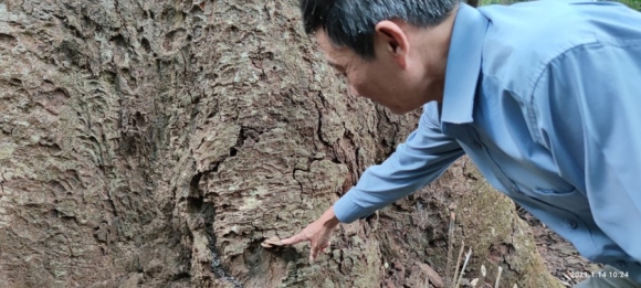 8 Chiem Nguong Hang Ngan Cay Lim Xanh O Rung Song Mong  Capet