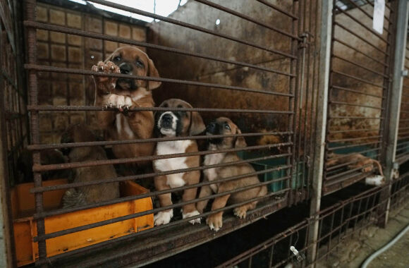 1 Han Quoc Can Nhac Cam An Thit Cho