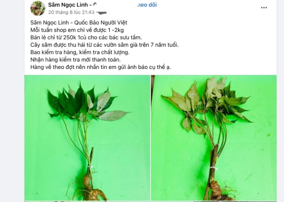 2 Vai Tram Nghin Dong Mot Cu Sam Ngoc Linh 7 Nam Tuoi