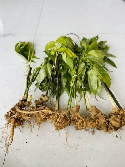 3 Vai Tram Nghin Dong Mot Cu Sam Ngoc Linh 7 Nam Tuoi