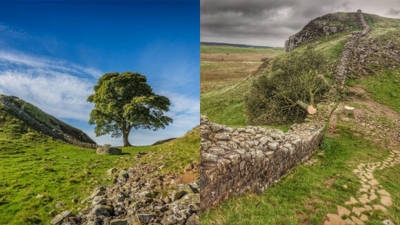 1 Anh Bat Them Nghi Pham Vu Chat Trom Cay 300 Tuoi