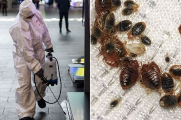 1 Rep Hut Mau Lan Rong Va Can Quet Khap Chau A Xuat Hien Khap Noi Gay Am Anh Thuoc Diet Ban Nhieu Gap 172 Lan Van Khong Du