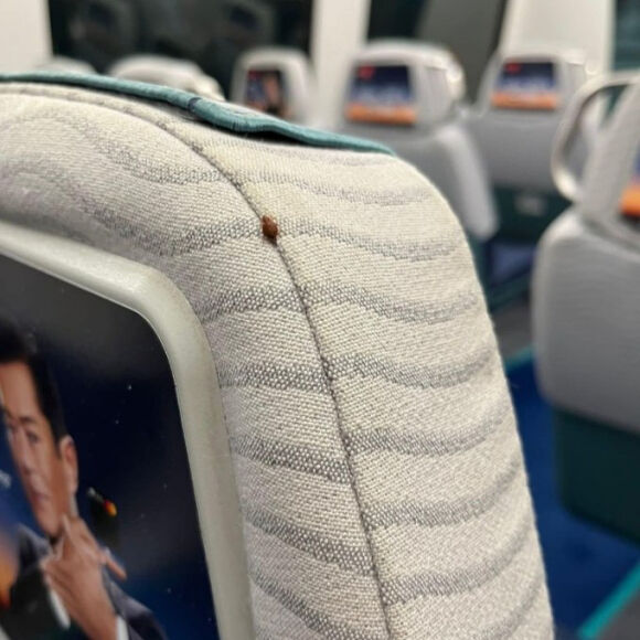 2 Rep Hut Mau Lan Rong Va Can Quet Khap Chau A Xuat Hien Khap Noi Gay Am Anh Thuoc Diet Ban Nhieu Gap 172 Lan Van Khong Du