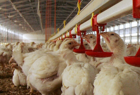 1 Bung Phat O Dich Cum Doc Luc Cao H5n1 Hang Chuc Nghin Gia Cam Bi Tieu Huy O Duc