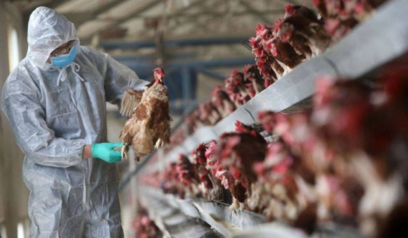 1 Duc Bung Phat O Dich Cum Doc Luc Cao H5n1 Hang Chuc Nghin Gia Cam Bi Tieu Huy