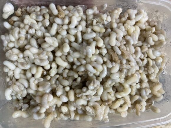 Dân Việt đua nhau mua bánh trứng kiến, tiểu thương ngày bán hàng trăm chiếc