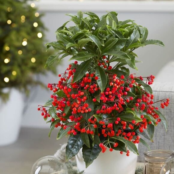 1 Nha Giau Me Tit 3 Loai Cay Nay Nghe Ten Thoi Da Thay Phu Quy Tien Tai Gia Chu Muon Ngheo Cung Kho