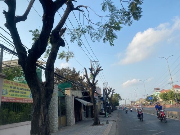 1 Cat Trui Lui Cay Xanh Do Thi Nguoi Dan Buc Minh Vo Ke