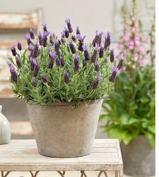 5 6 Cay Canh Duong Nguoi Tao Oxy Vao Ban Dem Dat Trong Phong Ngu Den Tan Binh Minh