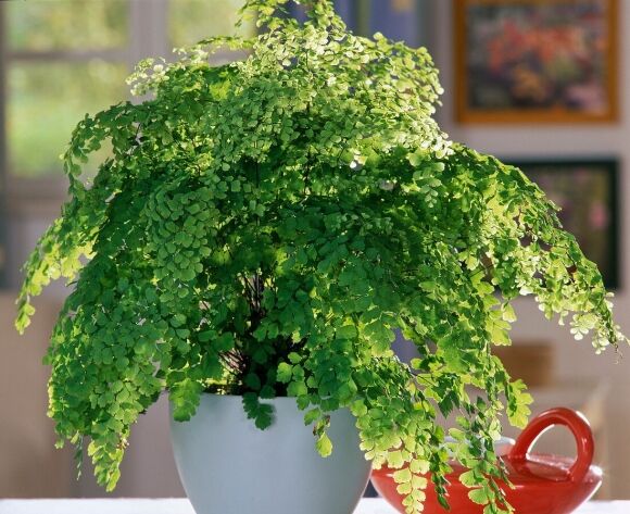 10 Cay Canh Tran Day Hoi Tho Thanh Xuan La Xanh Muot Quanh Nam Trong Trong Nha Chieu May Man