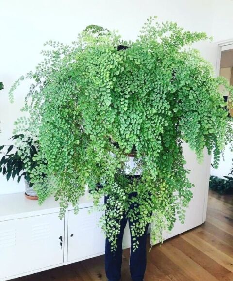 12 Cay Canh Tran Day Hoi Tho Thanh Xuan La Xanh Muot Quanh Nam Trong Trong Nha Chieu May Man