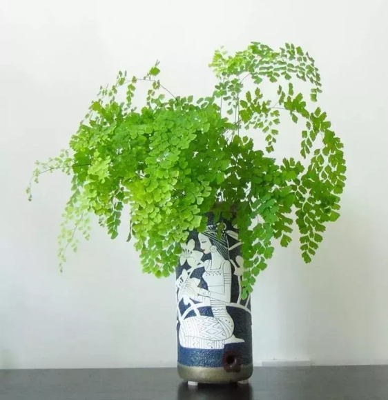 13 Cay Canh Tran Day Hoi Tho Thanh Xuan La Xanh Muot Quanh Nam Trong Trong Nha Chieu May Man