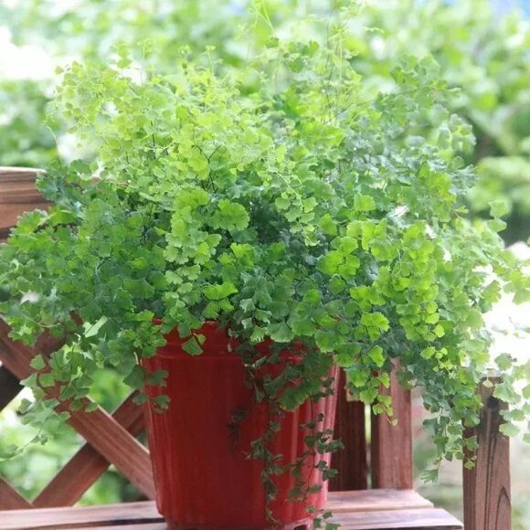 14 Cay Canh Tran Day Hoi Tho Thanh Xuan La Xanh Muot Quanh Nam Trong Trong Nha Chieu May Man