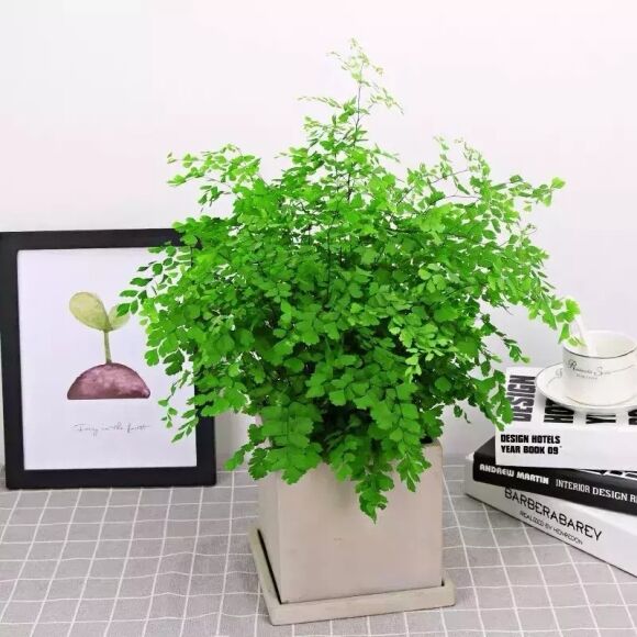 15 Cay Canh Tran Day Hoi Tho Thanh Xuan La Xanh Muot Quanh Nam Trong Trong Nha Chieu May Man