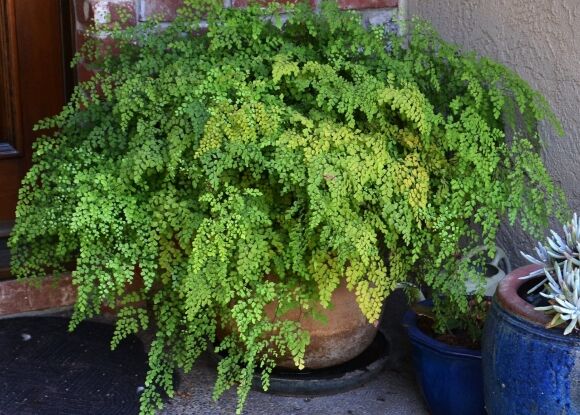 Cây cảnh tràn đầy hơi thở thanh xuân, lá xanh mướt quanh năm, trồng trong nhà chiêu may mắn