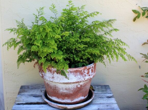 3 Cay Canh Tran Day Hoi Tho Thanh Xuan La Xanh Muot Quanh Nam Trong Trong Nha Chieu May Man