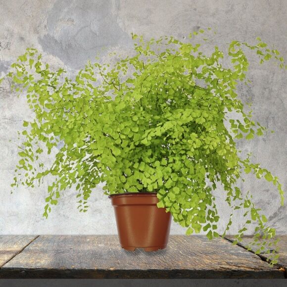 4 Cay Canh Tran Day Hoi Tho Thanh Xuan La Xanh Muot Quanh Nam Trong Trong Nha Chieu May Man