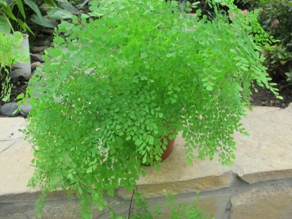 6 Cay Canh Tran Day Hoi Tho Thanh Xuan La Xanh Muot Quanh Nam Trong Trong Nha Chieu May Man