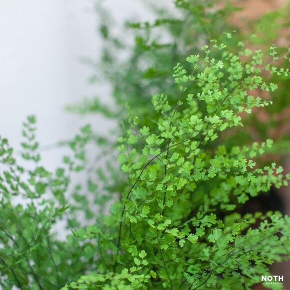 7 Cay Canh Tran Day Hoi Tho Thanh Xuan La Xanh Muot Quanh Nam Trong Trong Nha Chieu May Man