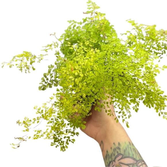 8 Cay Canh Tran Day Hoi Tho Thanh Xuan La Xanh Muot Quanh Nam Trong Trong Nha Chieu May Man