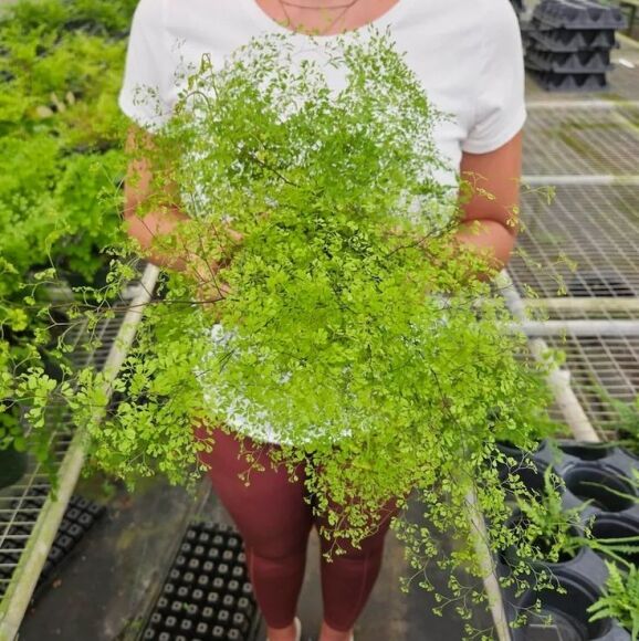 9 Cay Canh Tran Day Hoi Tho Thanh Xuan La Xanh Muot Quanh Nam Trong Trong Nha Chieu May Man