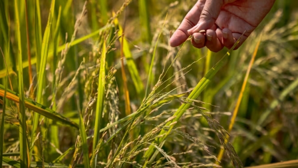 1 Philippines Thong Bao Giam Thue Nhap Khau Gao Viet Nam Huong Loi Lon