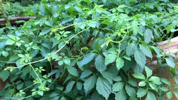 3 Viet Nam Co 3 Loai La Phoi Kho Pha Nuoc Tot Ngang Nhan Sam To Yen Ha Duong Huyet Duong Than Giam Mo Mau Hieu Qua