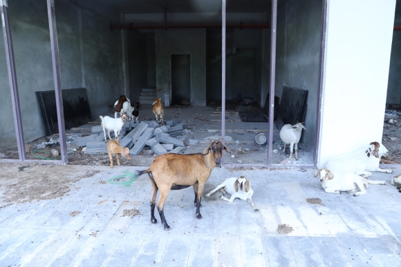 4 Hang Loat Resort O Vinh Lang Co Bo Hoang