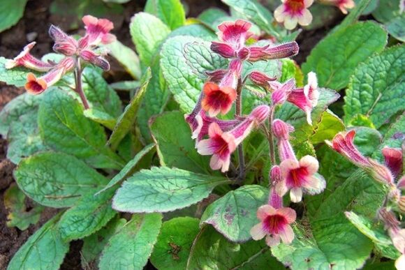 Việt Nam có 1 loại củ phơi khô là dược liệu "trị bách bệnh" giúp bổ máu, dưỡng thận, hạ đường huyết