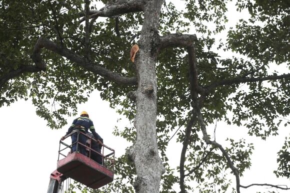 1 Hon 200000 Cay O Tp Hcm Duoc Kiem Tra Tranh Gay Do Ra Sao