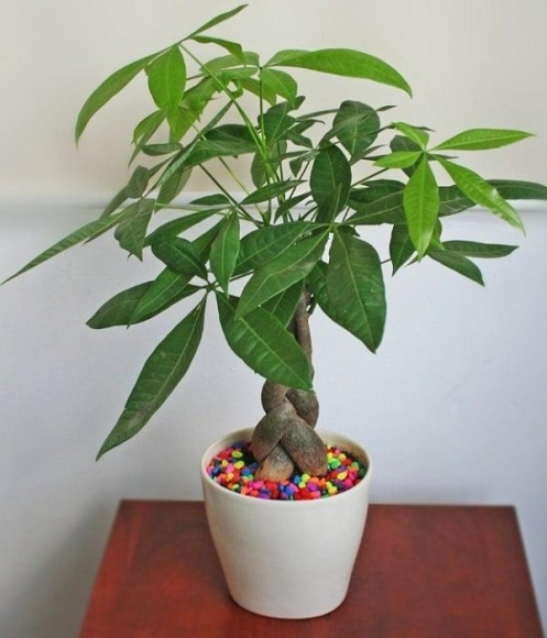 1 7 Cay Phong Thuy De Ban May Man Nhat Giup Hut Tai Don Loc Cong Viec Thuan Buom Xuoi Gio