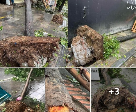 1 Tai Sao Cay Xanh Tren Pho Rat De Bat Goc Con Cay Trong Rung Khong The Bat Goc