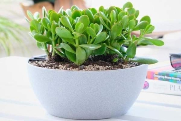 3 7 Cay Phong Thuy De Ban May Man Nhat Giup Hut Tai Don Loc Cong Viec Thuan Buom Xuoi Gio