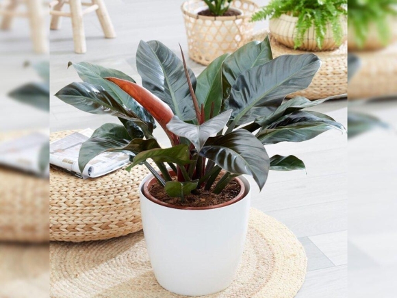 4 7 Cay Phong Thuy De Ban May Man Nhat Giup Hut Tai Don Loc Cong Viec Thuan Buom Xuoi Gio