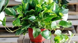 6 7 Cay Phong Thuy De Ban May Man Nhat Giup Hut Tai Don Loc Cong Viec Thuan Buom Xuoi Gio