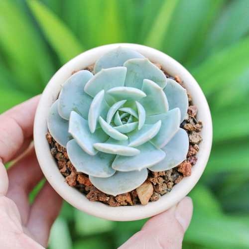 7 7 Cay Phong Thuy De Ban May Man Nhat Giup Hut Tai Don Loc Cong Viec Thuan Buom Xuoi Gio