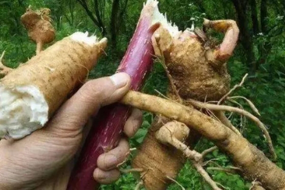 Loại củ 'đội lốt' nhân sâm, ăn vào là hôn mê, 90% người không biết