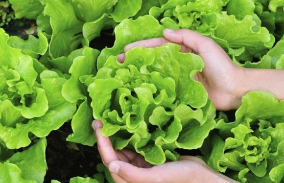 1 3 Loai Rau Nguoi Viet Thich Me De La O Ky Sinh Trung Nhat La Cai So 1