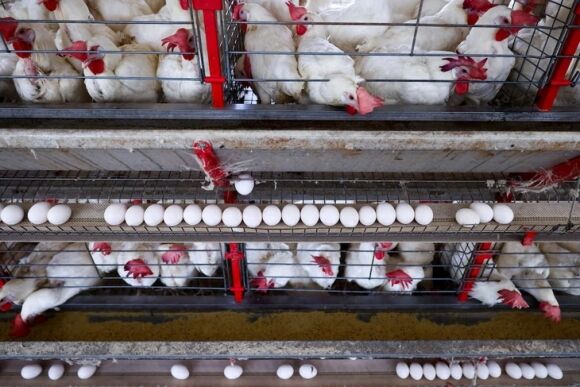 1 Gia Trung O My Co The Tang Vot Tro Lai Vi Thue Quan Cua Ong Trump