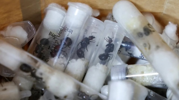 1 Mot Nguoi Viet Nam Bi Bat Vi Buon Lau Kien O Kenya