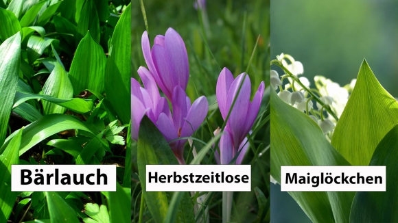 1 O Duc Nen Biet Canh Bao Herbstzeitlose Sat Thu Doi Lot Toi Gau Gay Tu Vong