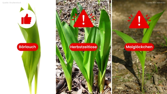 2 O Duc Nen Biet Canh Bao Herbstzeitlose Sat Thu Doi Lot Toi Gau Gay Tu Vong