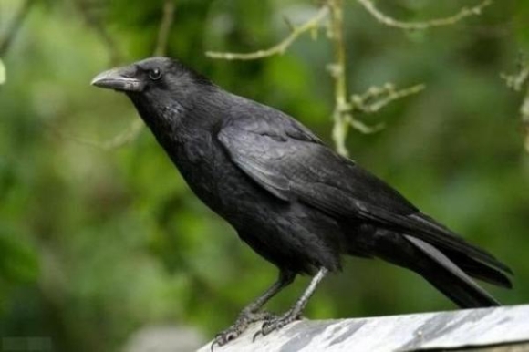 Con cái hỗn hào, cha mẹ nên áp dụng ngay “Luật Quạ”: Cách dạy con vừa văn minh vừa đầy quyền uy