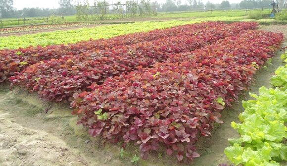 1 Viet Nam Co Loai Rau Nhieu Sat Hon Thit Bo Duoc Trung Quoc Quy Nhu Vang Tot Cho Gan Bao Ve Tim