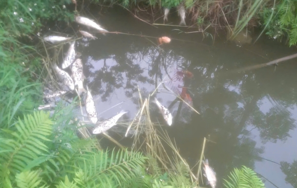 1 Thanh Hoa Trai Lon Xa Ban Khien Ca Chet La Liet